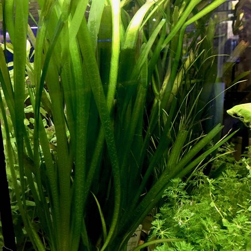 Vallisneria giganthea - Riesenvallisnerie im topf